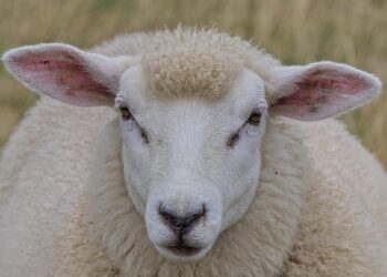 Unbelievable But True: Bizarre Facts That Will Astonish You