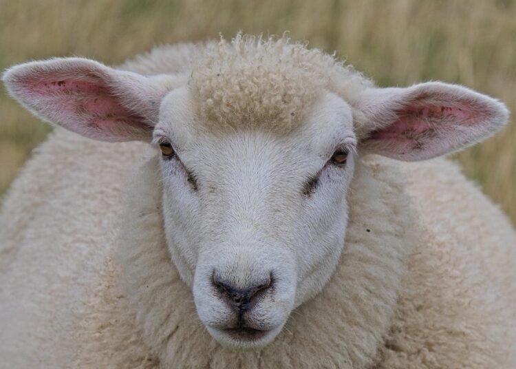 Unbelievable But True: Bizarre Facts That Will Astonish You