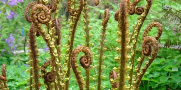 Are You Eating Enough Fiber? Discover Why It Matters for Your Health