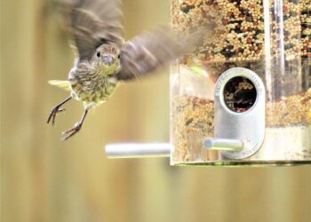 How Climate Change Is Impacting Winter Sports: Unique Questions Answered