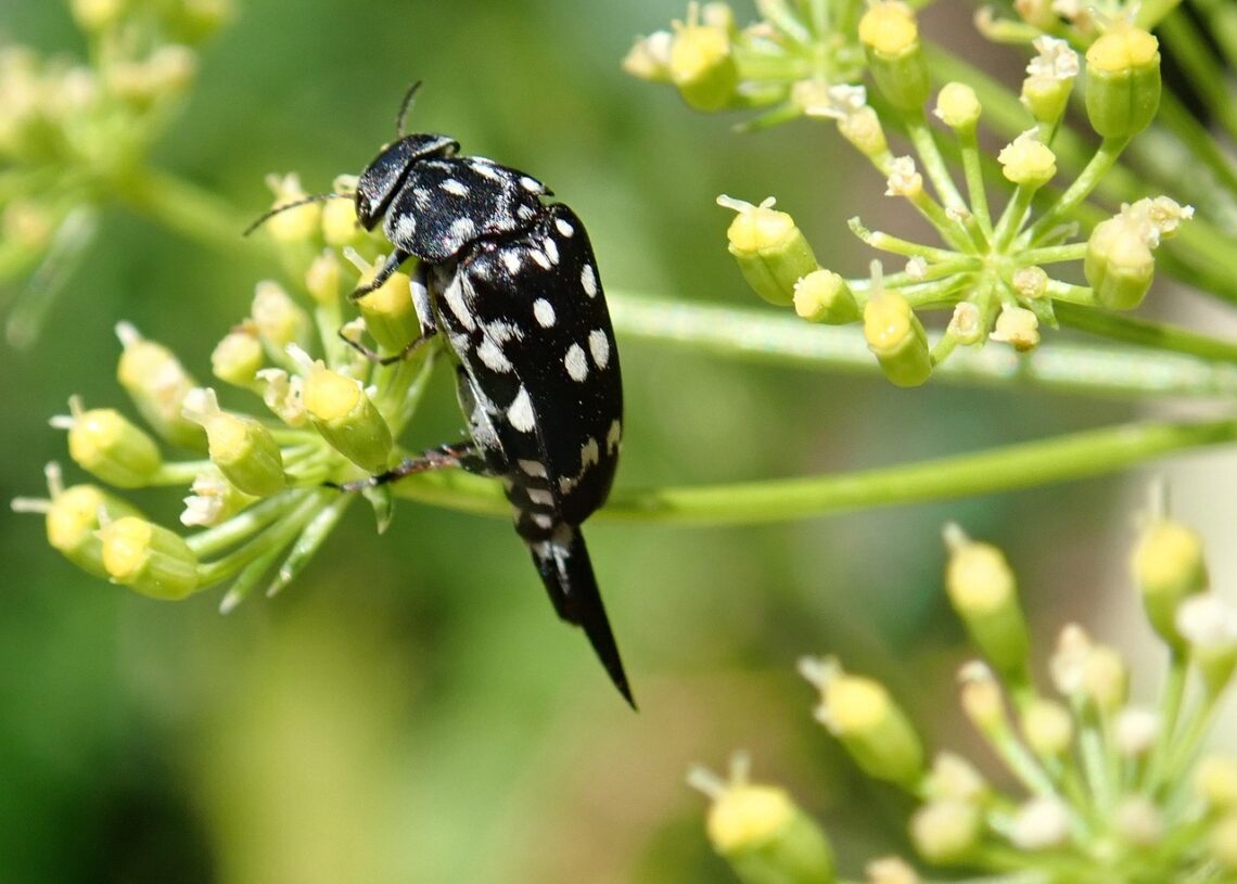 Unveiling the Bizarre: Strange Facts About Everyday Objects