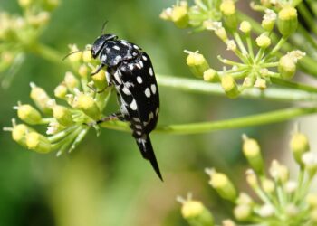 Unveiling the Bizarre: Strange Facts About Everyday Objects