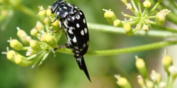 Unveiling the Bizarre: Strange Facts About Everyday Objects