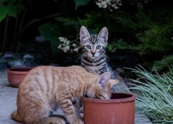 10 Amazing Facts About the Ocean That Will Blow Your Mind