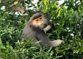 12 Little-Known Facts About the World’s Rarest Animals