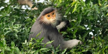 12 Little-Known Facts About the World’s Rarest Animals